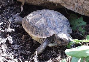 A tartaruga ja saiu do boraco !