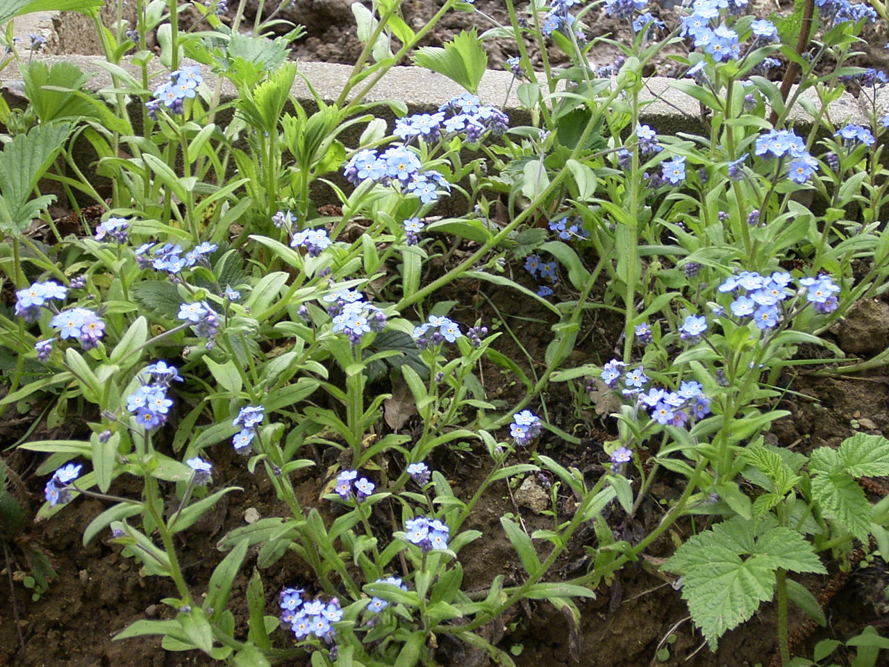 Estas flores saõ para todos os sendineses do sendim em linha.