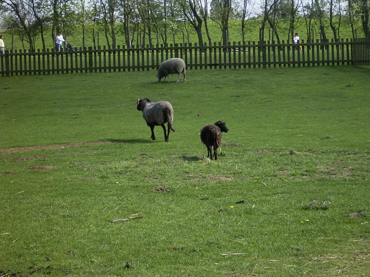 Mas ficou-se a olhar "isto ser manequim de graça não da"
