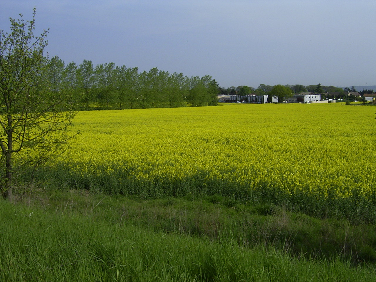 O campo esta tão bonito amarelo.