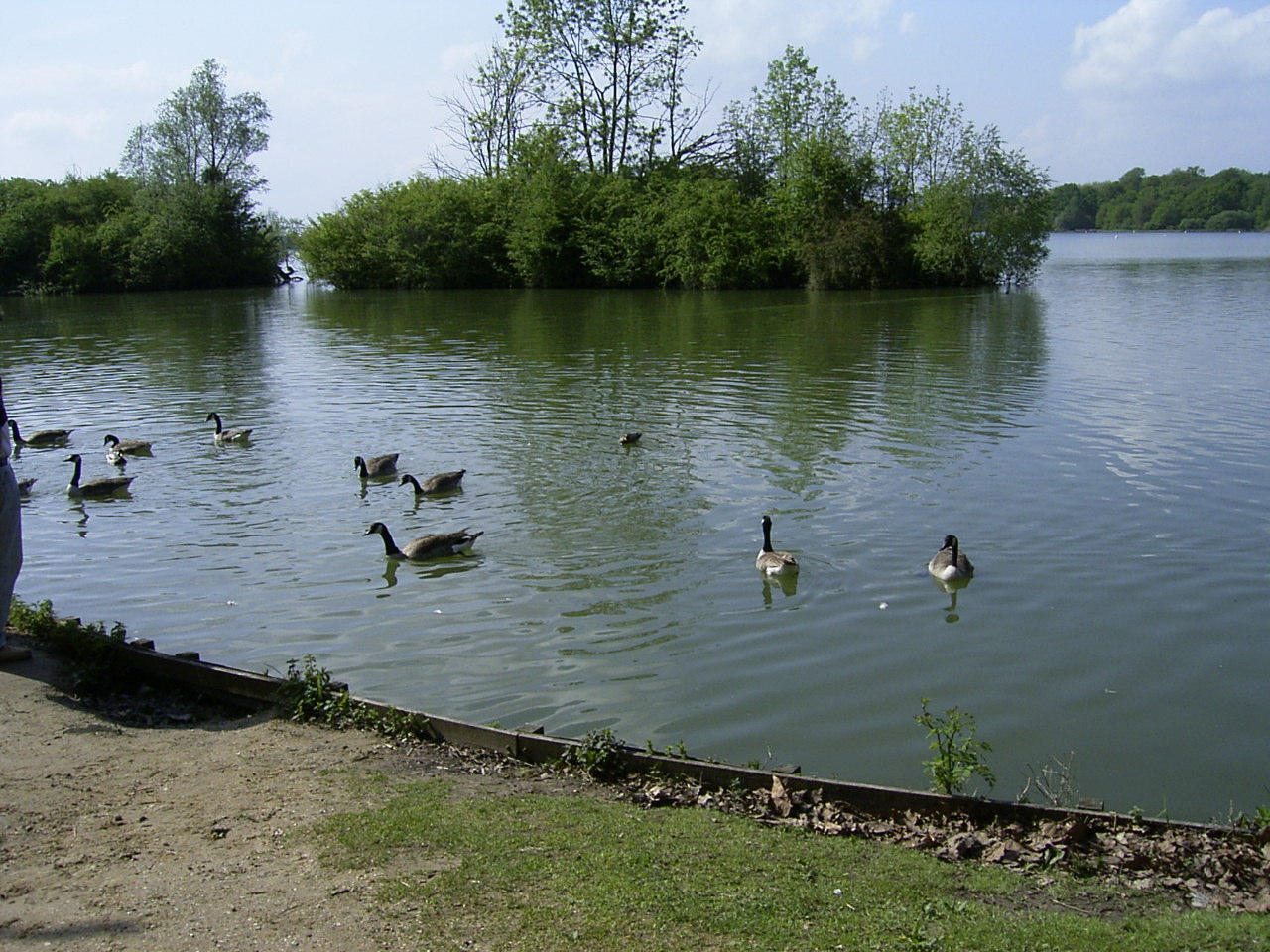 Os patos a éspera que lhe deiem pão