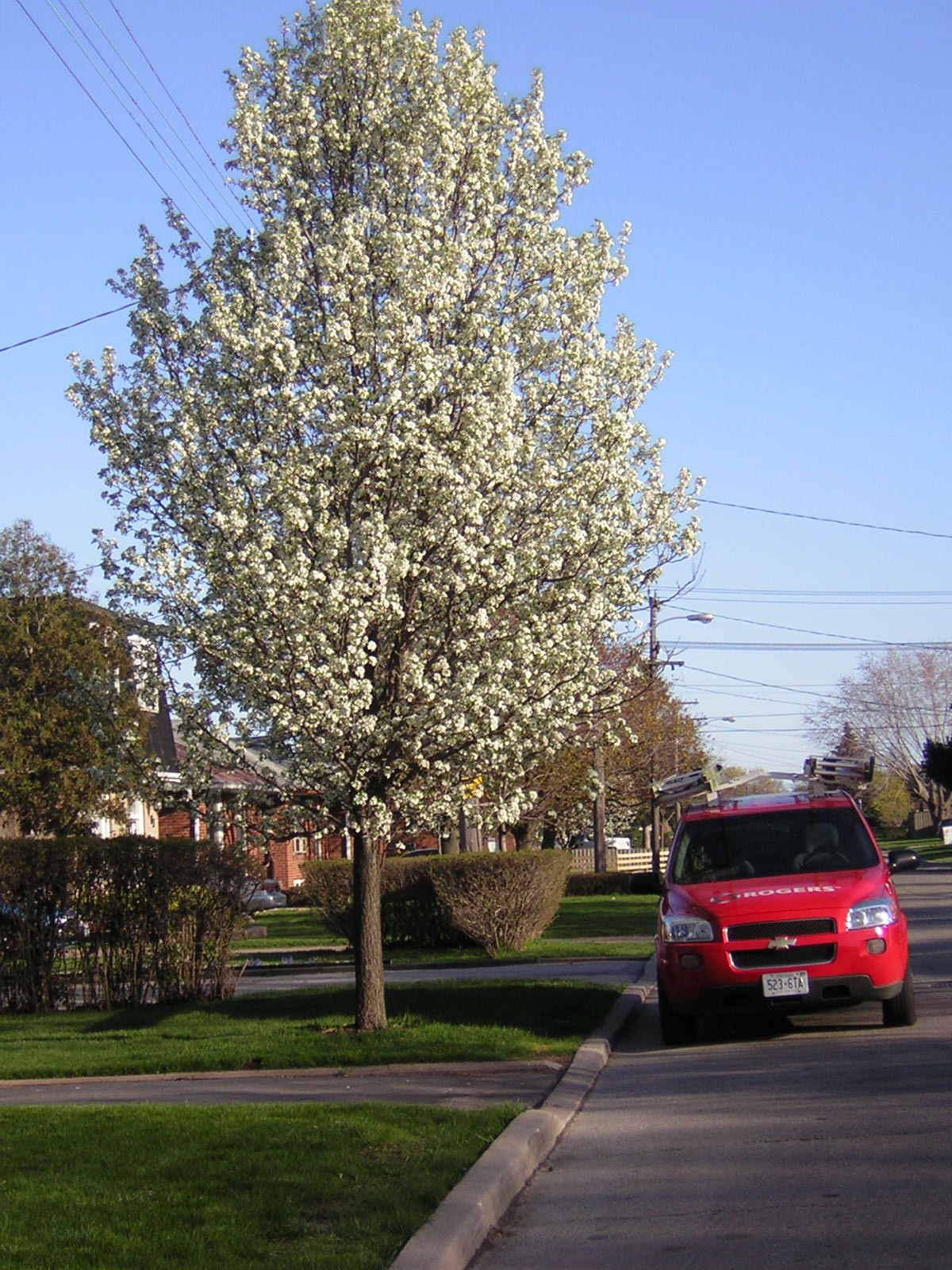 está arvore esta no fim da minha rua é uma arvore que so da flores