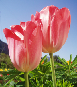 Essas flores sao para a minha prima Patricia para guardar coragem! beijinhos!!