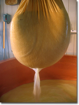 a espremer o leite a mais, para dar o melhor do queijo.