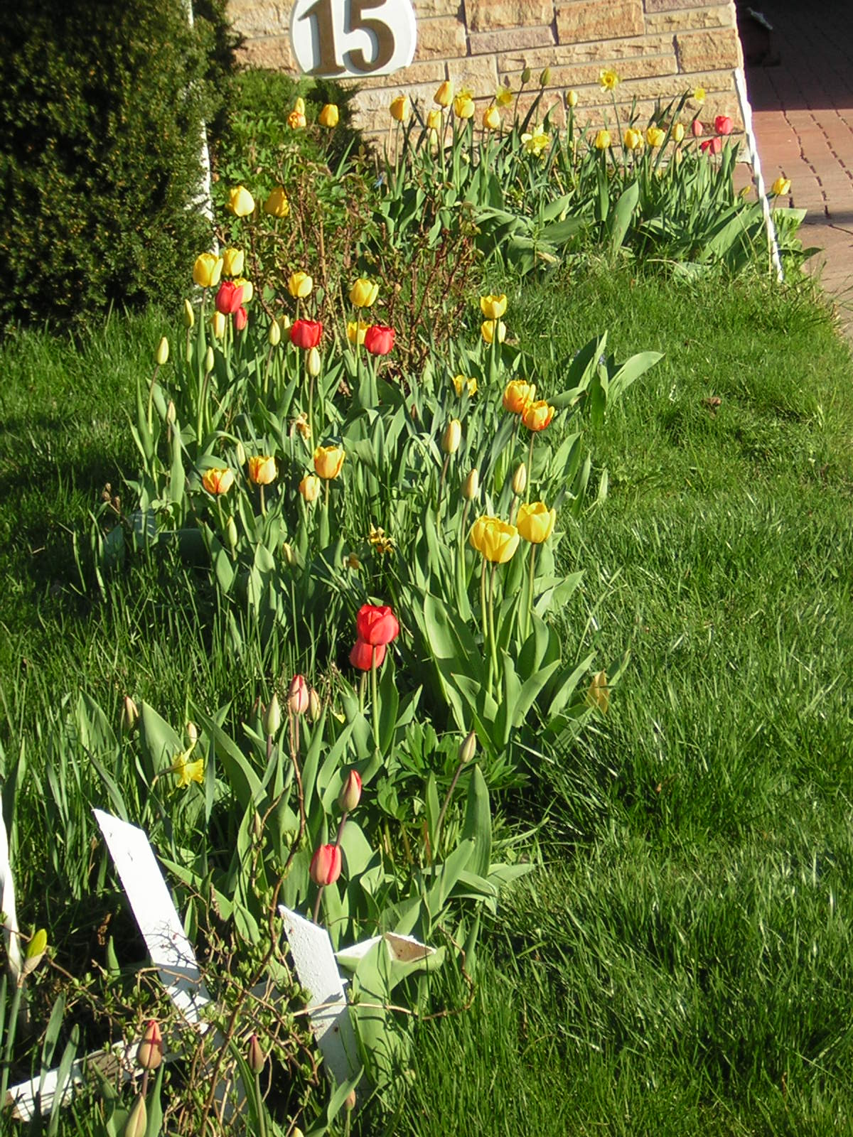 estás são as tolipas do jardim da minha visinha