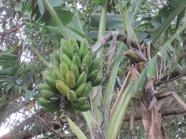 bananas no meu quintal..