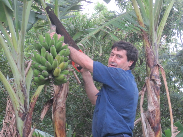 eu a cortar o galho das bananas.