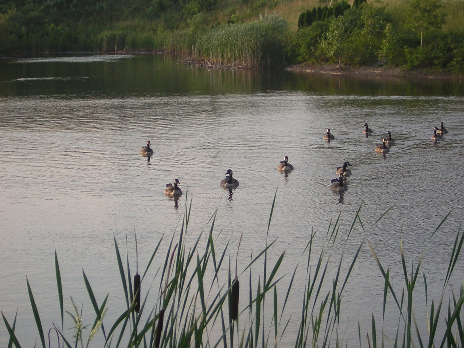 os patos