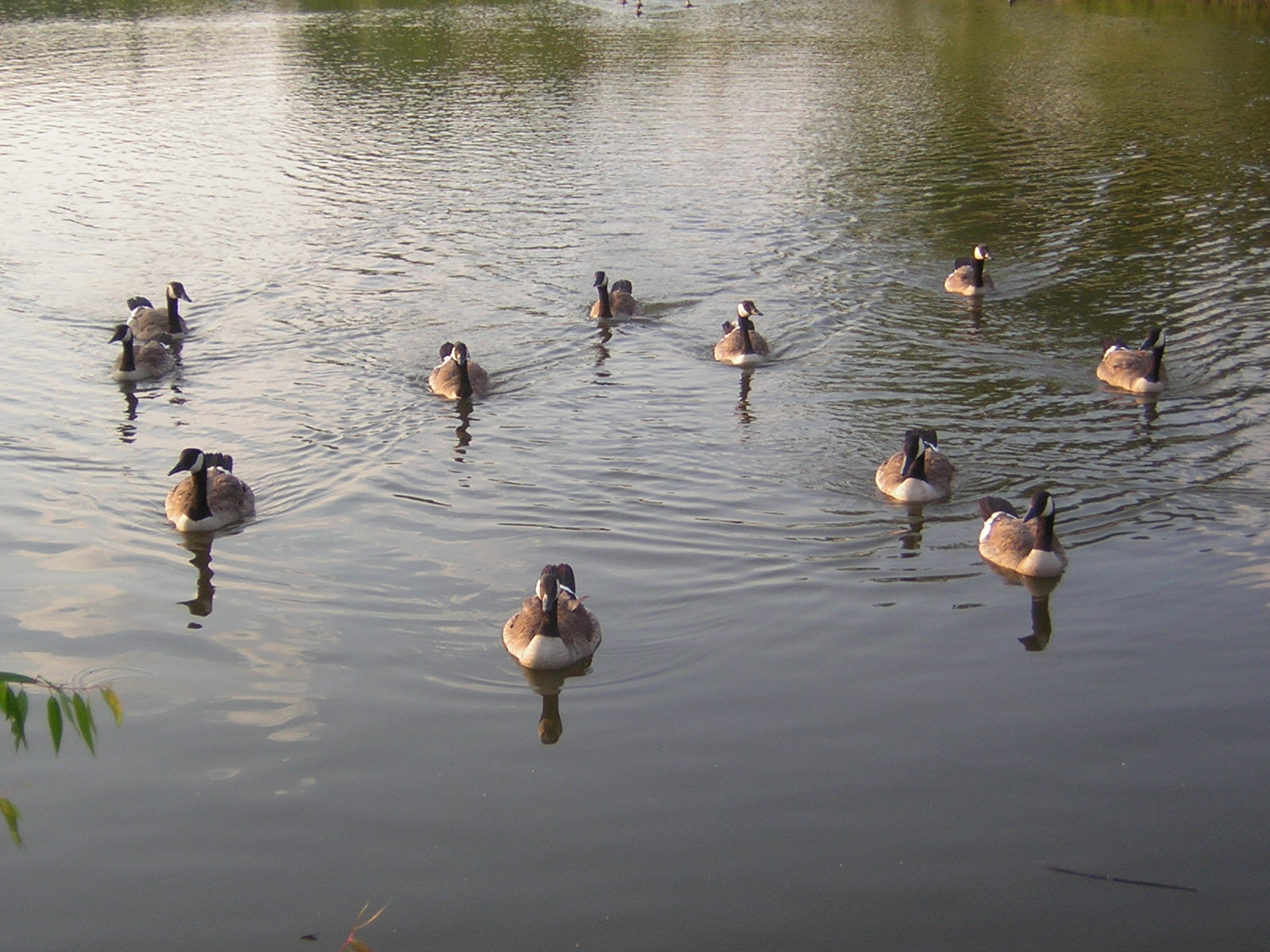 esta foto mostra os patos de perto