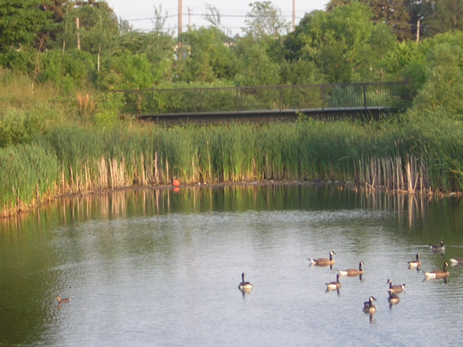 os patos no lago e também a aquilo que chamavamos vuxe