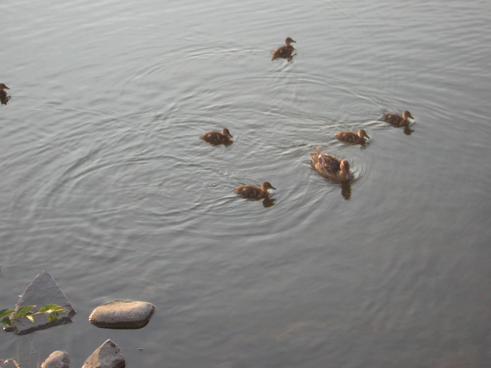 aqui mostra uma ninhada de patos