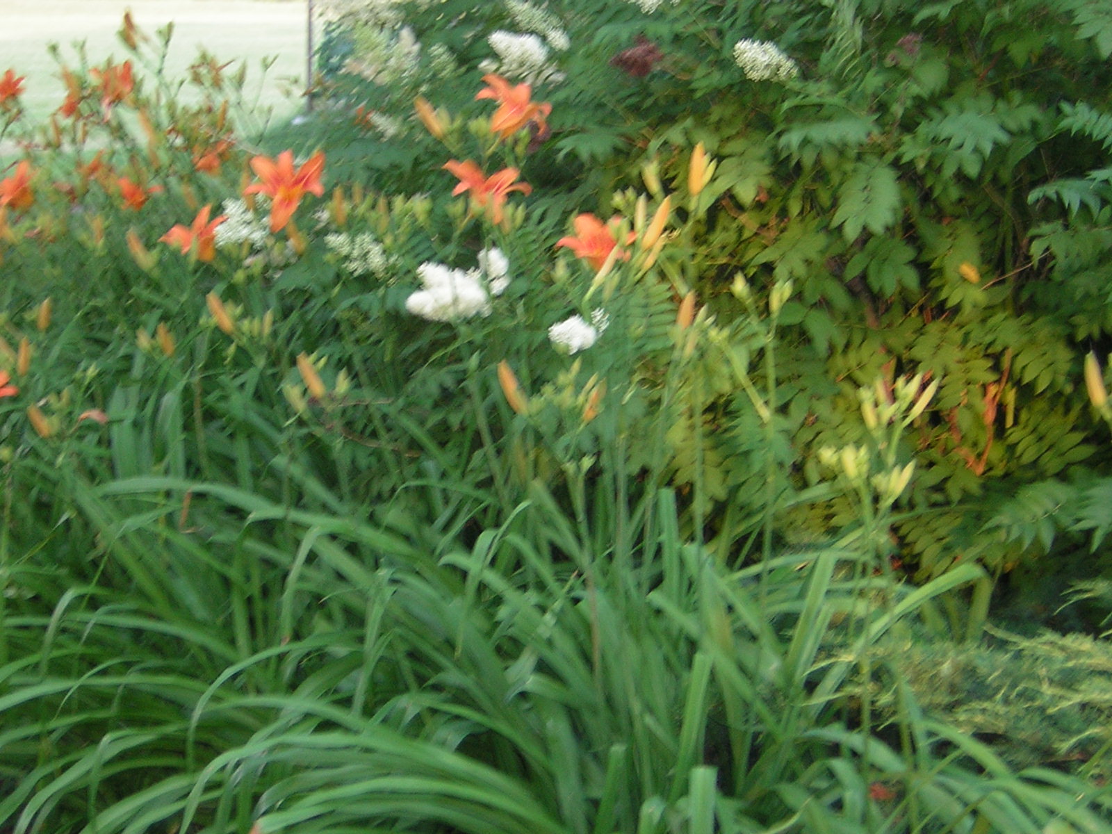 estas flores estão no çentro do parque