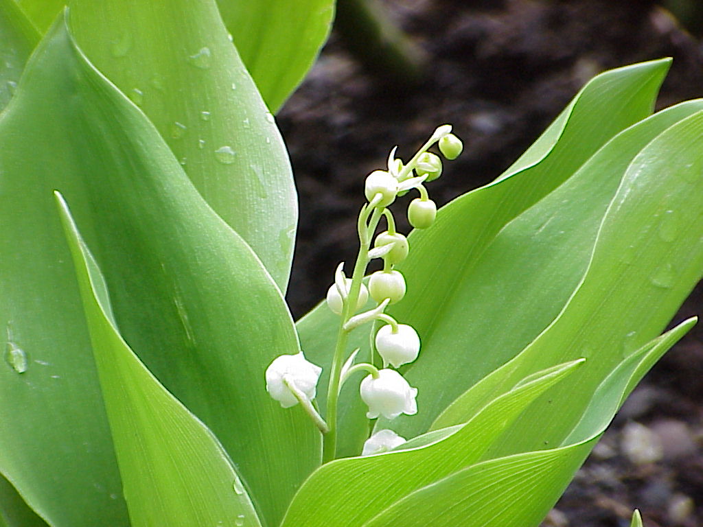 Hoje é a festa dos trabalhadores e festa do muguet. Bom feriado à todos !!!