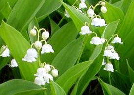 O primeiro de Maio em França, a rainha das flores neste dia é " le muguet ".