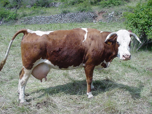 Temos varios queijos, de cabra, e de "brebis" e de vaca, como esta que esta a espera de dar o leite.