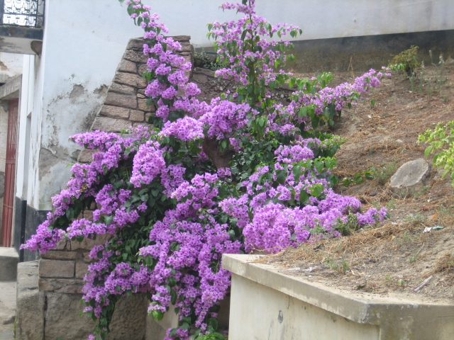 em Sendim tambem aflores bonitas