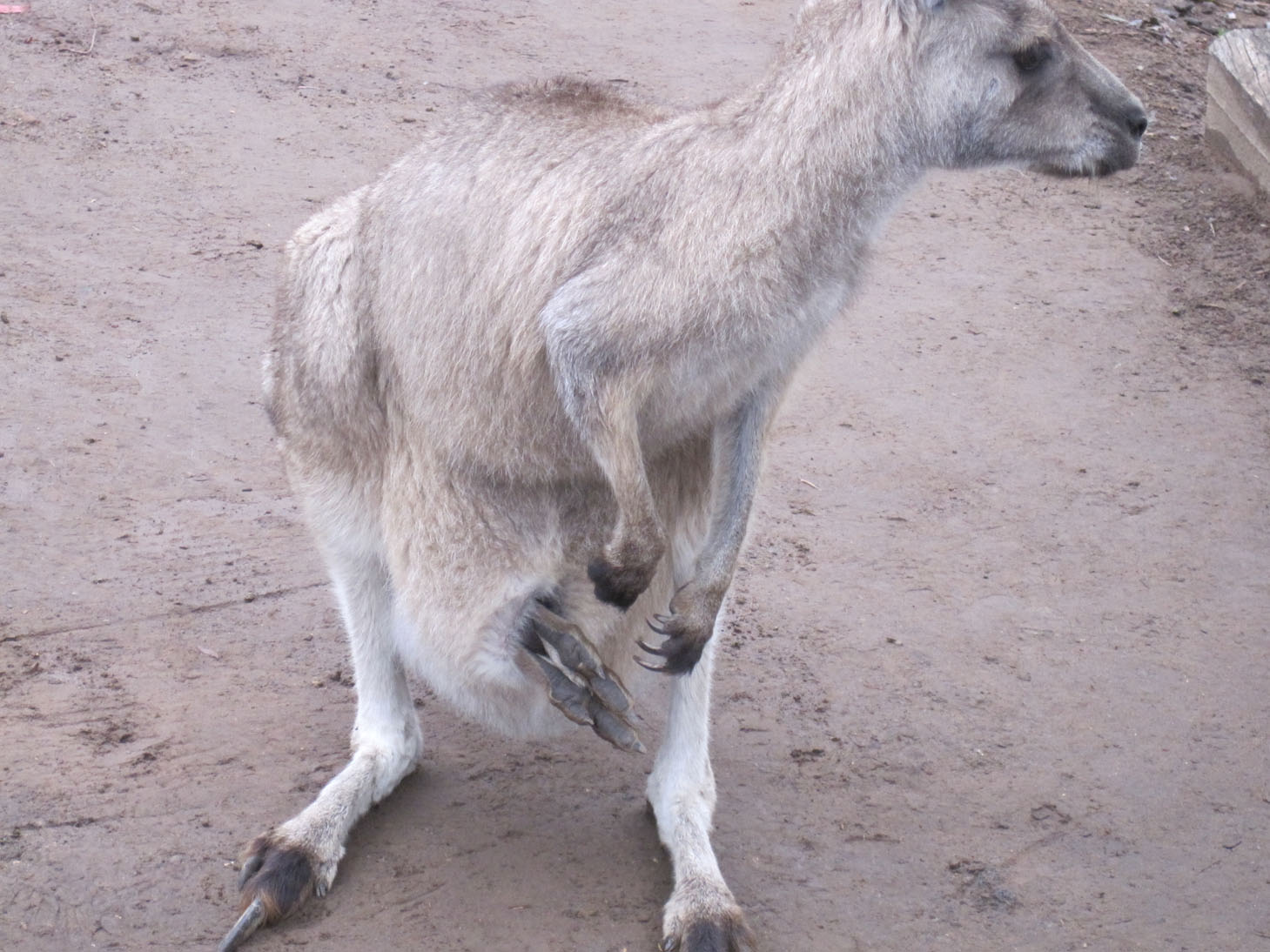 um kangaru com o filho na bolssa..