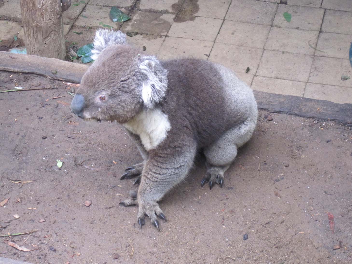 uma coala um animal muito mansso