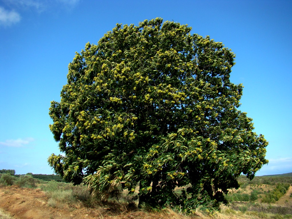 De l cereijo al castanho, bien you m'amanho, mas de l castanho al cereijo, que mal me beio...