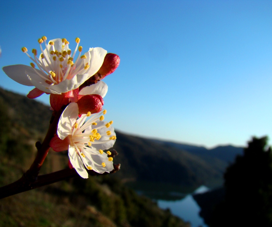 Flores a chocar albricoques...