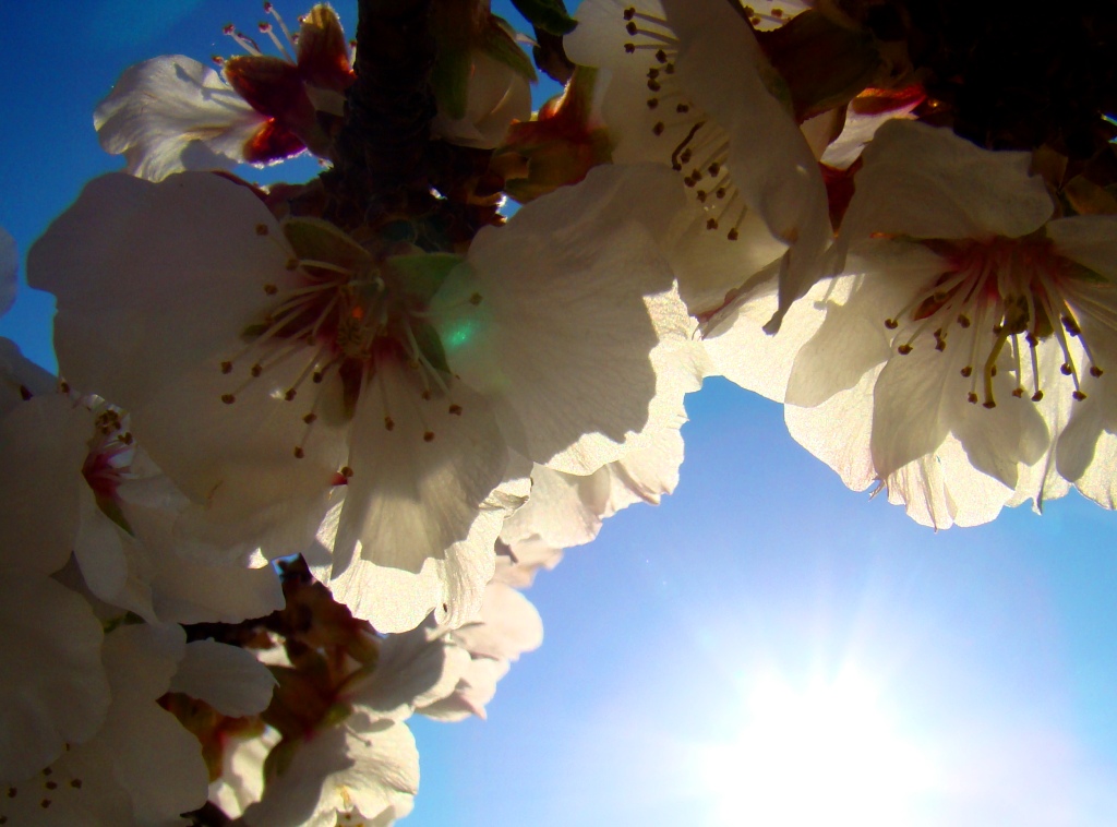 Flores de almendreira mansa a mirar pa l sol...