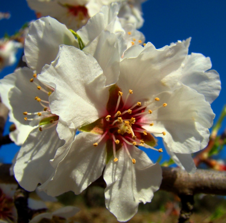 Flor de almendreira sola...