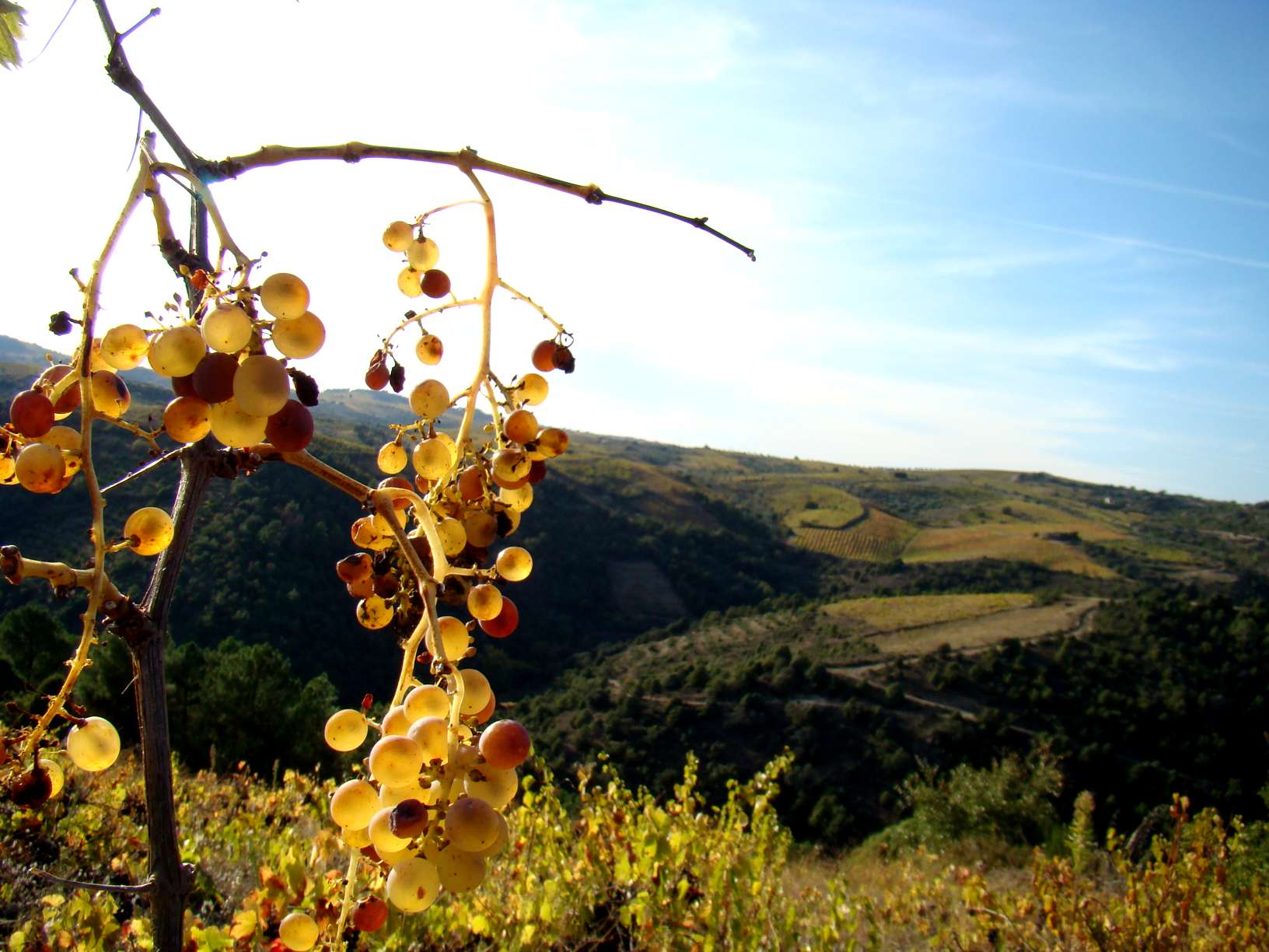 Ubas brancas douradas acontra las Albas...
