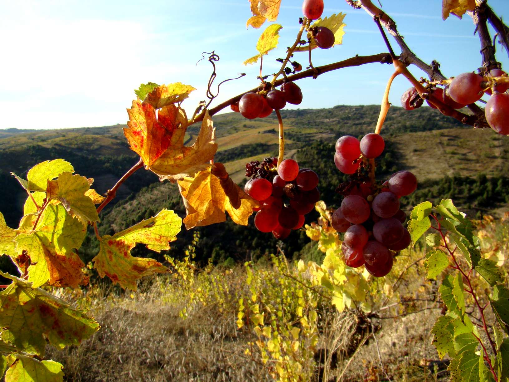 I ubas burmeilhas acontra l Barrocal!