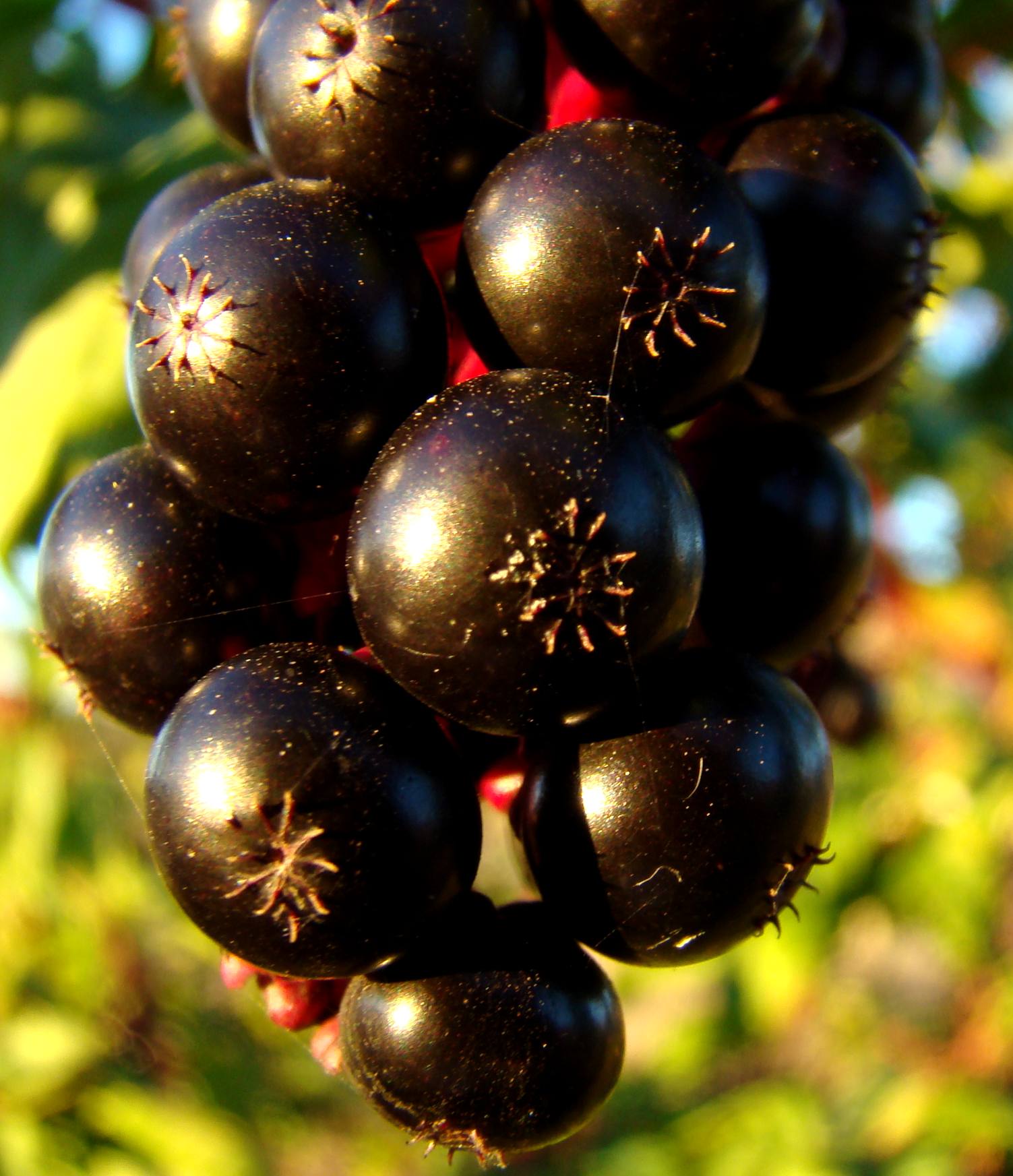 Realmente l fruito parece ua uba...