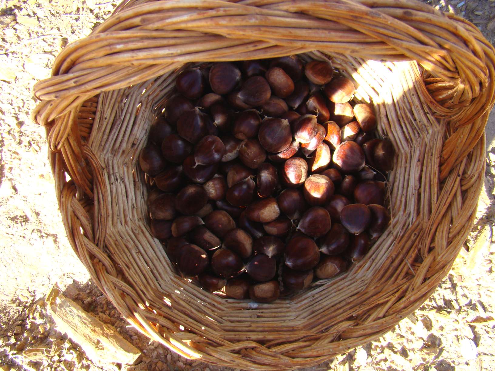 Astanho las castanhas son mui grandes, parécen bolhacas, benga bino nuobo!