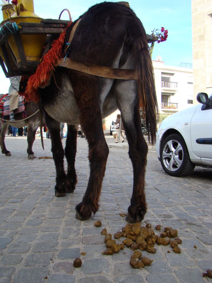 Canta nas ladeiras... i pon uobos a las dúzias... i nun ye burro, l que ye?!