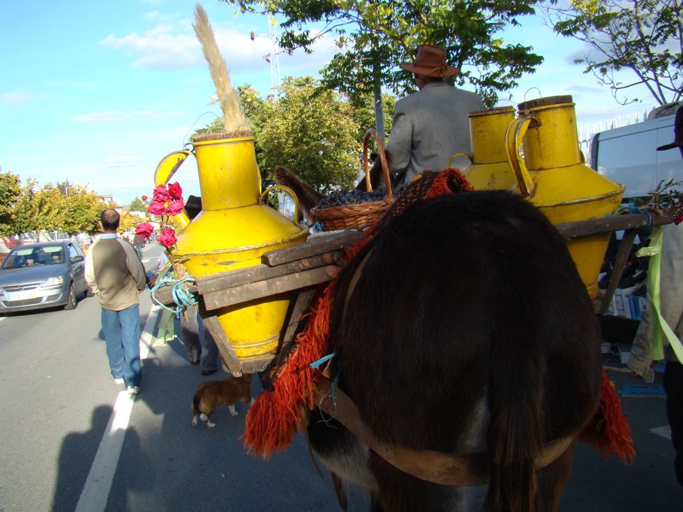 Mosto nun faltou. Este burro andou la tarde toda a leba-lo!