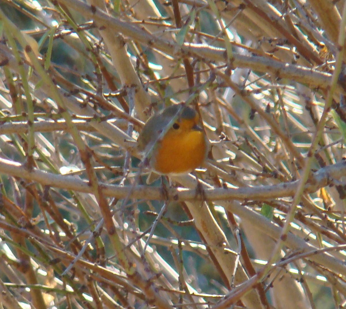 Este ye un puorco-bispo ne l meio de la ramalhada dua almendreira de Forcaleiro! Por agora inda nun passa…