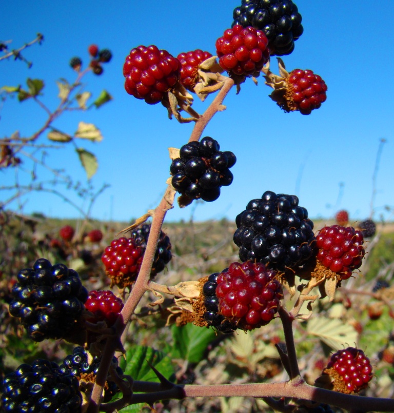 Hoije tornamos al negócio de las moras...