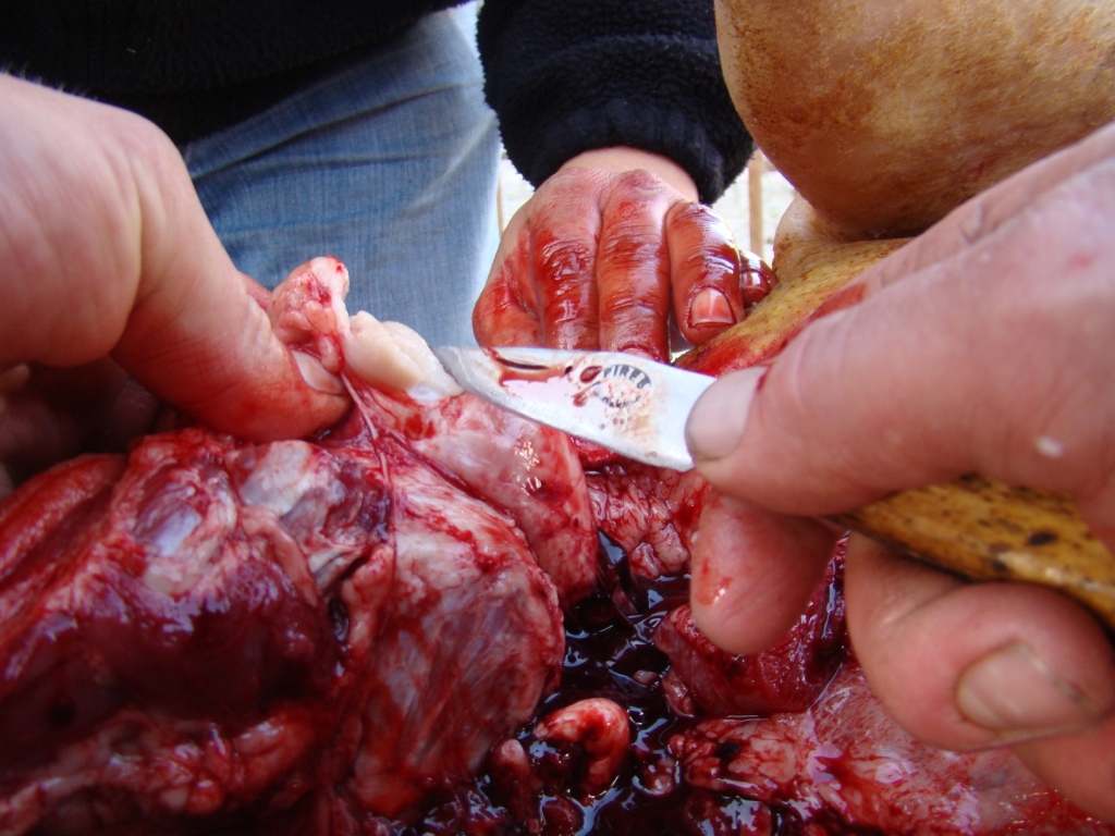 Na fin de l'outópsia, nun faltou l beternário a acerjar las almendrilhas para ber se l cochino se podie…