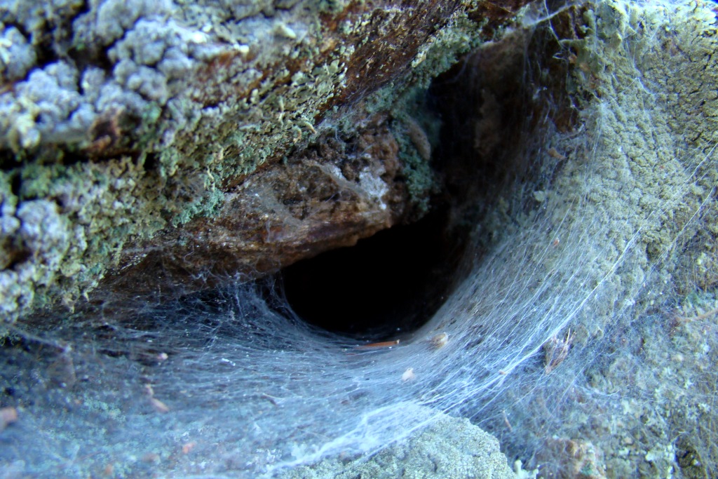 Ls aranhones fázen aranheiras guapas an buracos de pardones que acéitan las aranheiras...