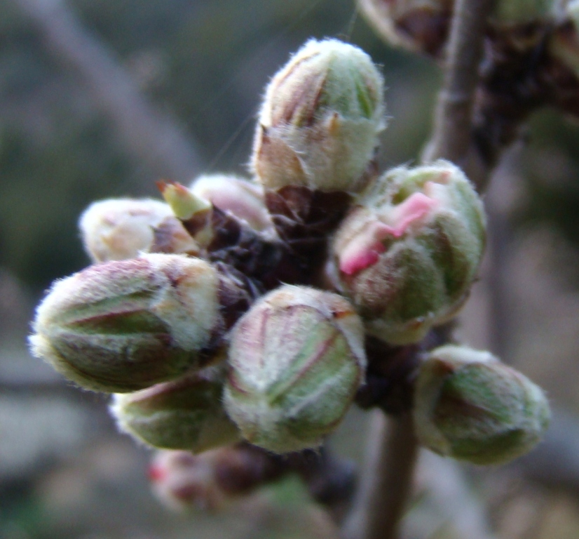 Las almendreiras mansas stan mesmo abrolhadas, capazes d'arrebentar...