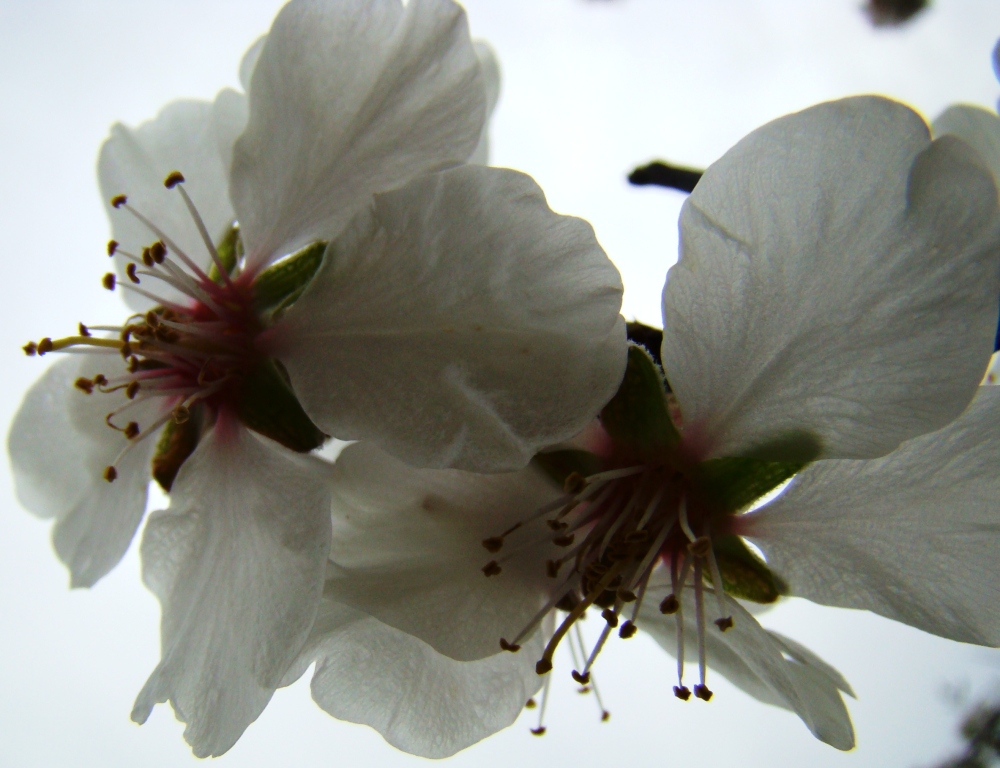 La frol d'almendreira, parece ua cousa mui cencielha, mas mesmo assi sendo, stan alhá las almendras: duras...
