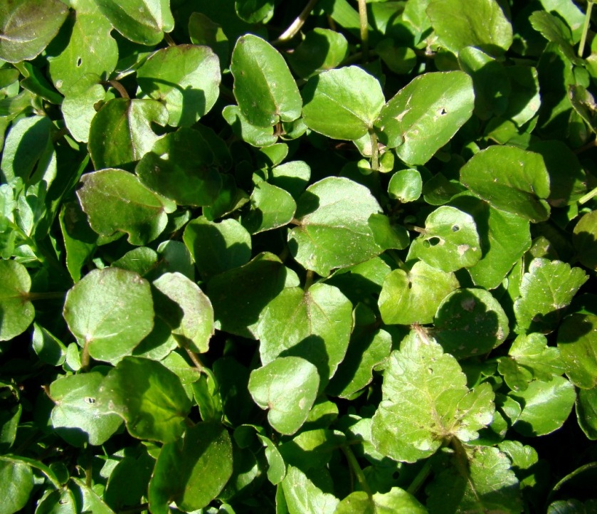 I apuis, cula ajuda de l sol, ls algriones medrórun i fazírun-se salada!