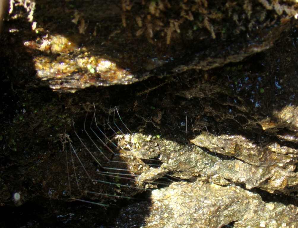 Cumo outros, l miu poço por pie de Forcaleiro ye un menumiento bibo. L manadeiro parece un segredo...