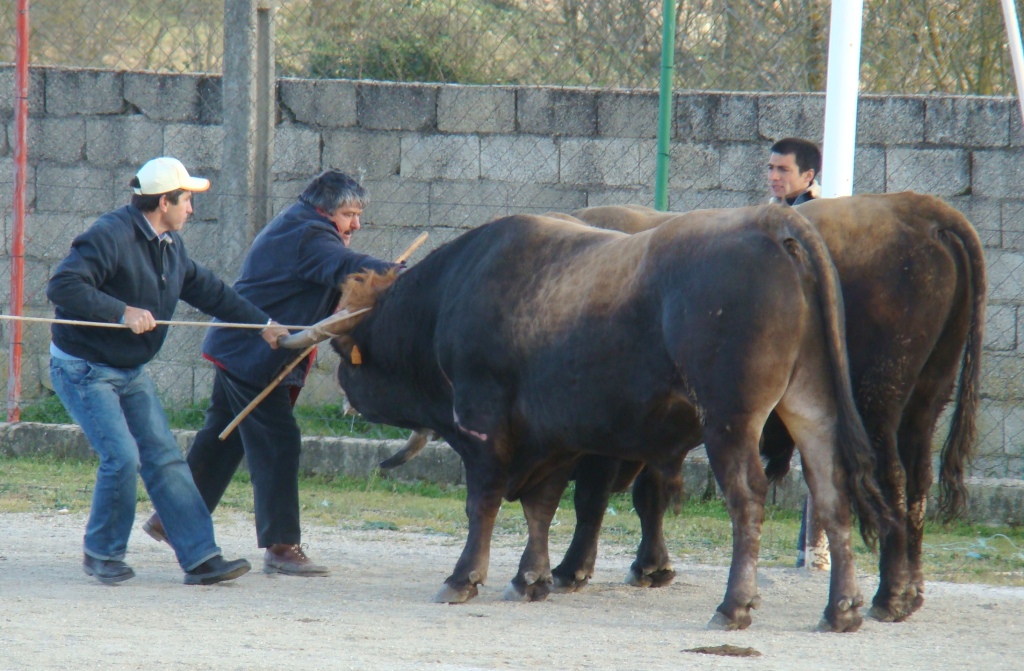 A la fin de 40 minutos de luita tubírun que ls zapartar, senó inda stában alhá agora!