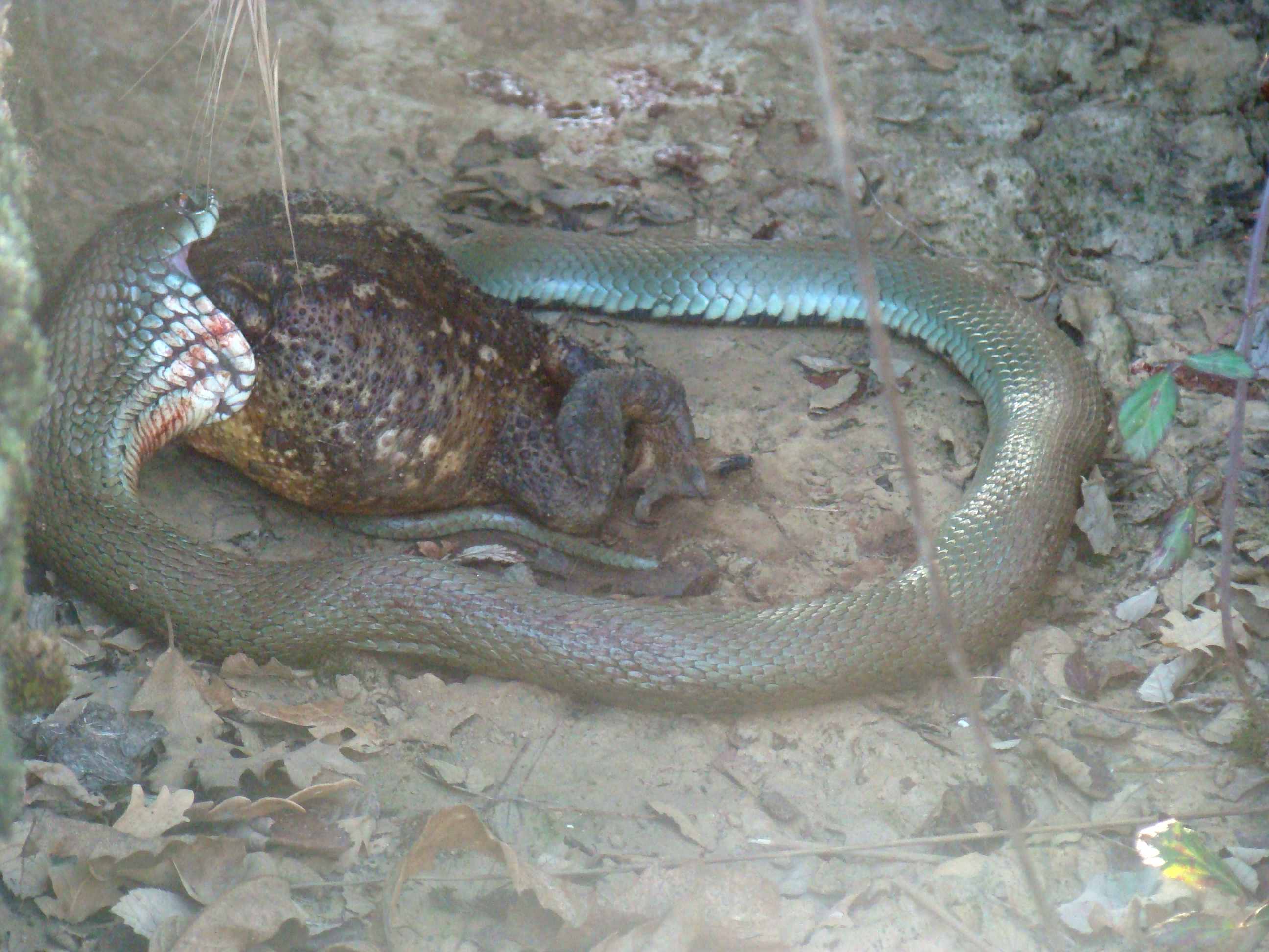 Aqui yá nun se bien ls uolhos de l sapo, mas la queluobra inda demorou horas pa l acabar d'angulhir!