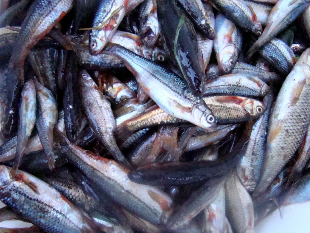 Cun estas cousas todas inda dou para acaçar uas xardicas pa la cena!