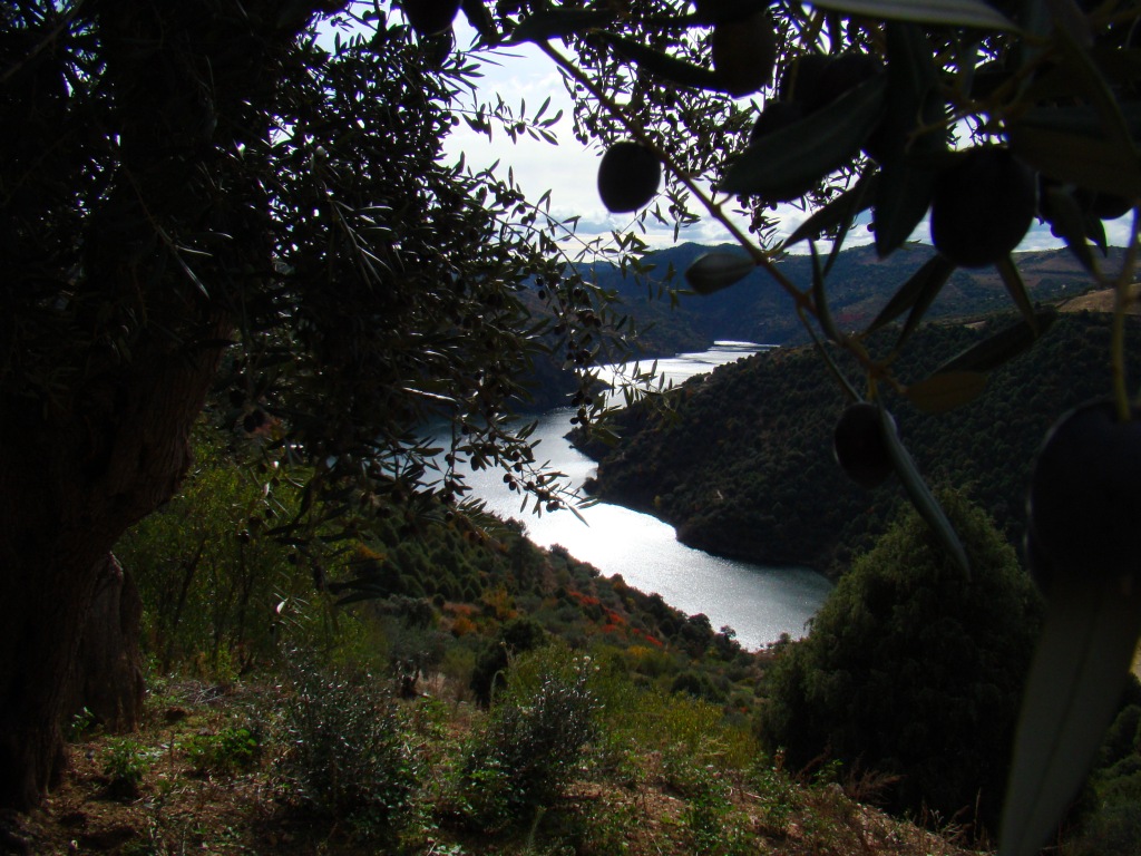 Las azeituonas son un lhuzeiro passageiro, la lhuç de l riu torna cada manhana...