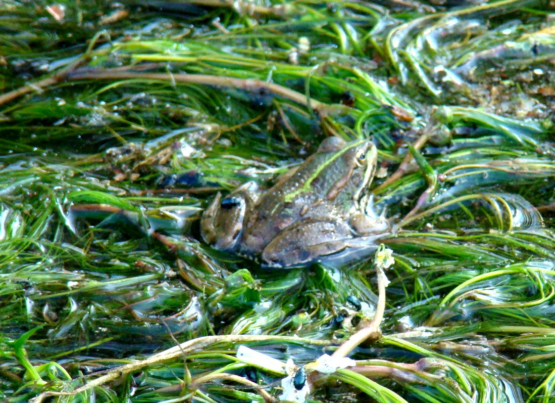 Muitos ban a caçar peixes, mas na boca dun pastor, que conhece aqueilho melhor que naide, las ranas de las…