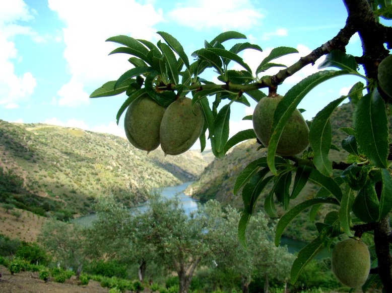 Nun ye l caso an Sendin, mas hai muitos sítios de l Praino, an que le cháman almendrucos, a las almendras…