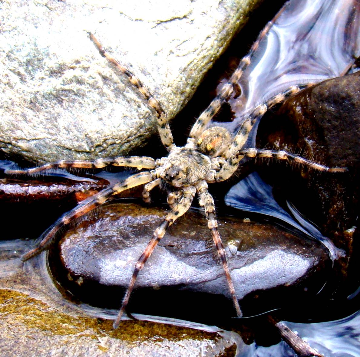 Este aranhon naspa cun ua fuorça porriba de l'auga que até parece que anda por tierra!