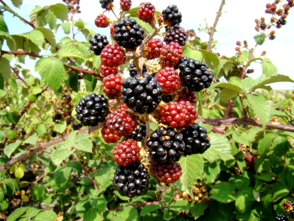 Gustas de moras: hei-le dezir a tou pai que yá namoras...