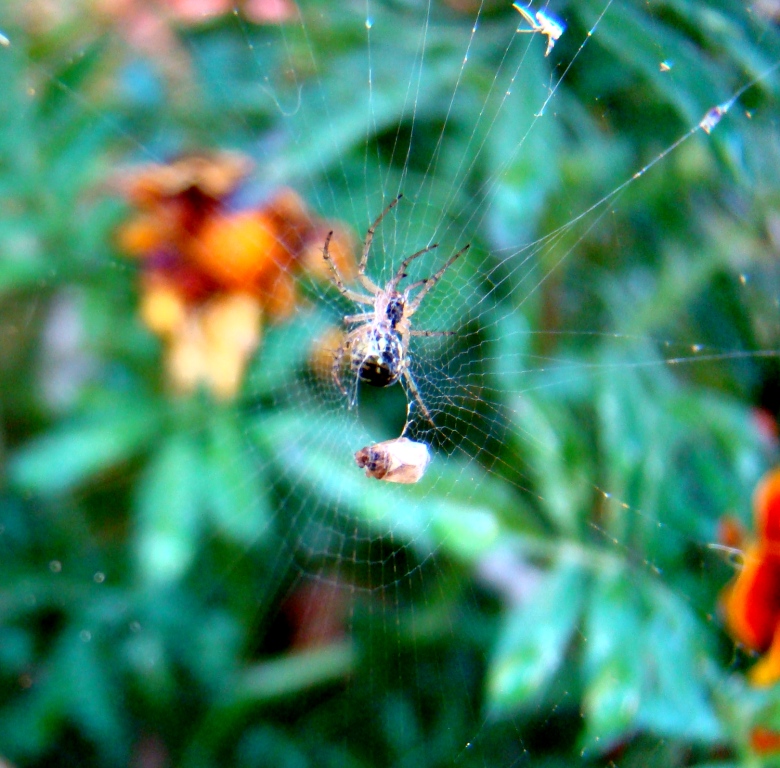 Sabeis cumo ls aranhones arránjan de comer? Fázen aranheiras!...