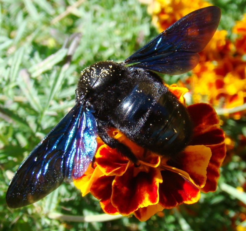 Por este tiempo, ne ls tonantes de l miu jardin, aparece ua bicheza sien fin...